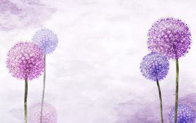 蒲公英