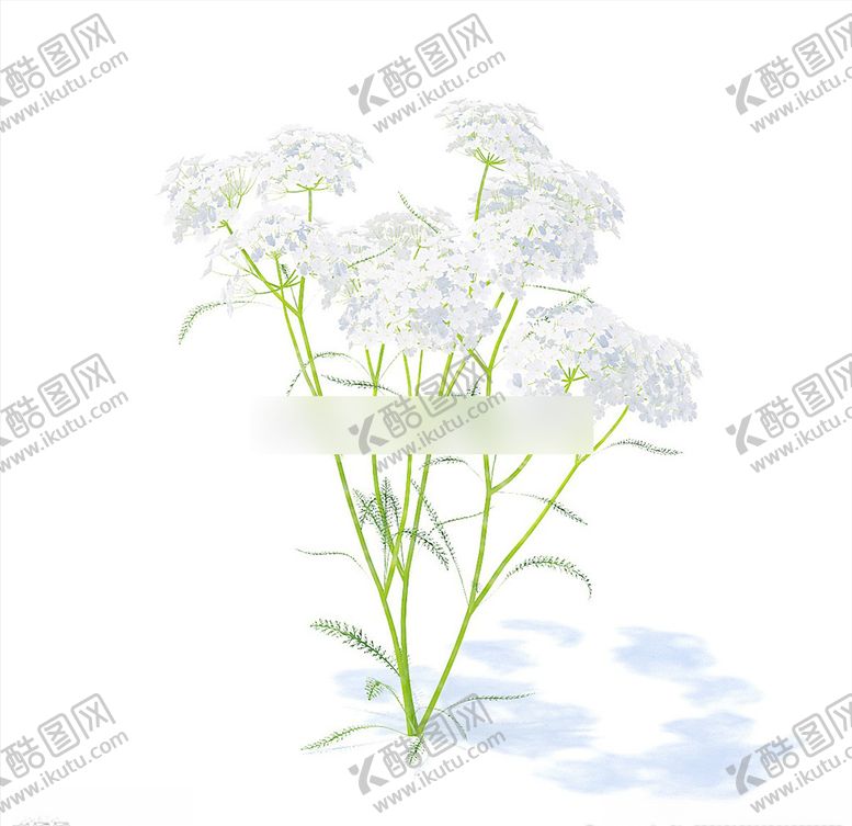 编号：60008209291230339268【酷图网】源文件下载-C4D模型野花峨参