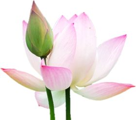 荷花荷叶