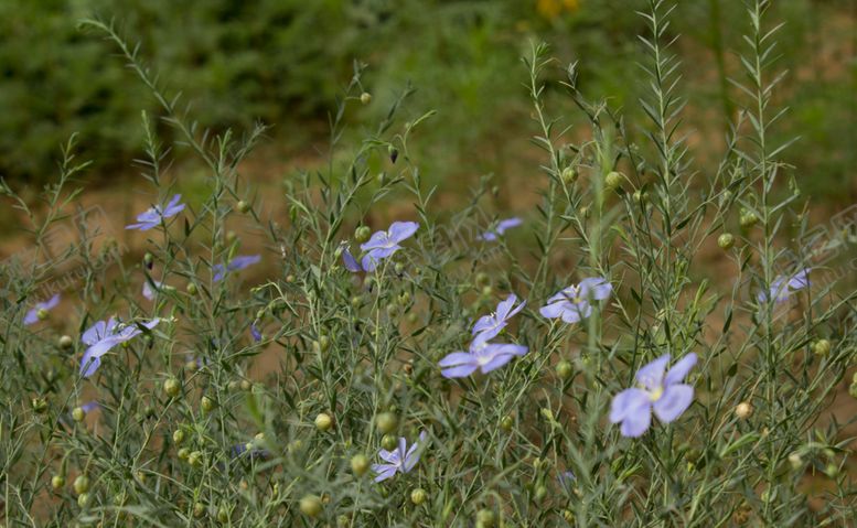 编号：89658909161824007186【酷图网】源文件下载-亚麻
