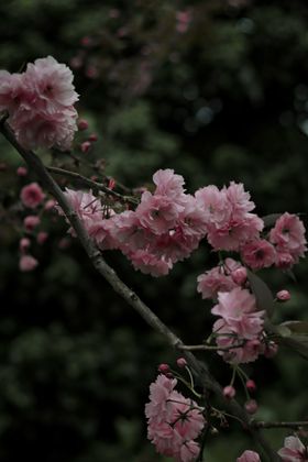樱花