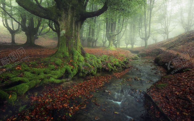 编号：61936609240427516970【酷图网】源文件下载-森林
