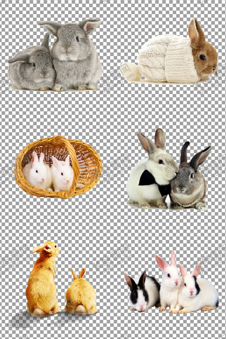 编号：59001610031101584264【酷图网】源文件下载-可爱兔子