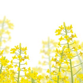 油菜花元素