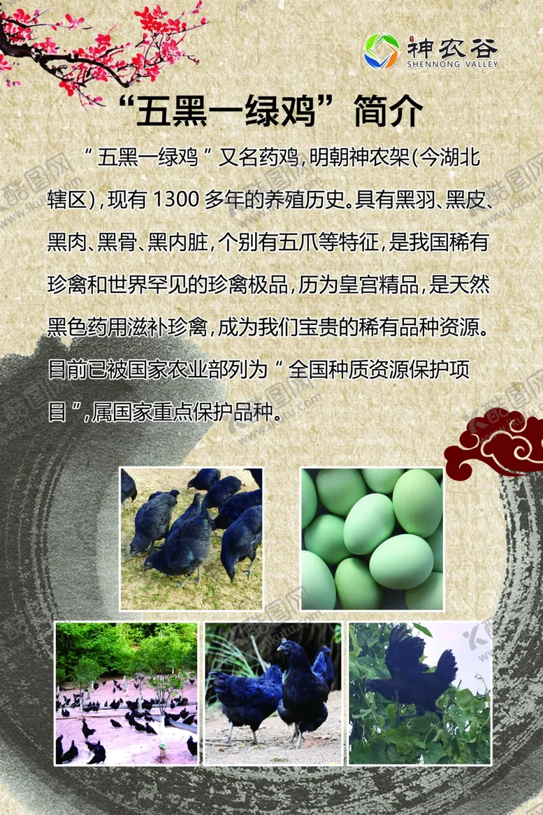 编号：45324607011107064983【酷图网】源文件下载-五黑鸡简介