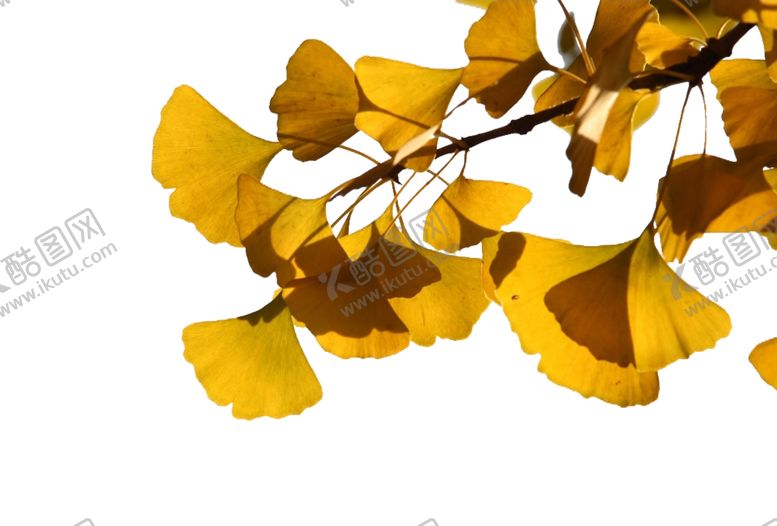 编号：15621509140209489305【酷图网】源文件下载-秋天银杏叶