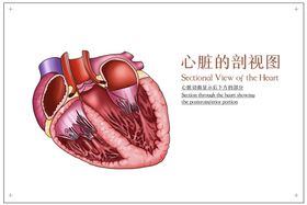 心脏剖视图