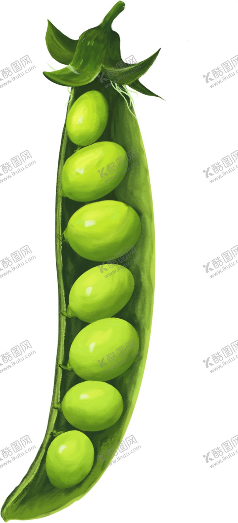 编号：32257405120500478085【酷图网】源文件下载-手绘豌豆png