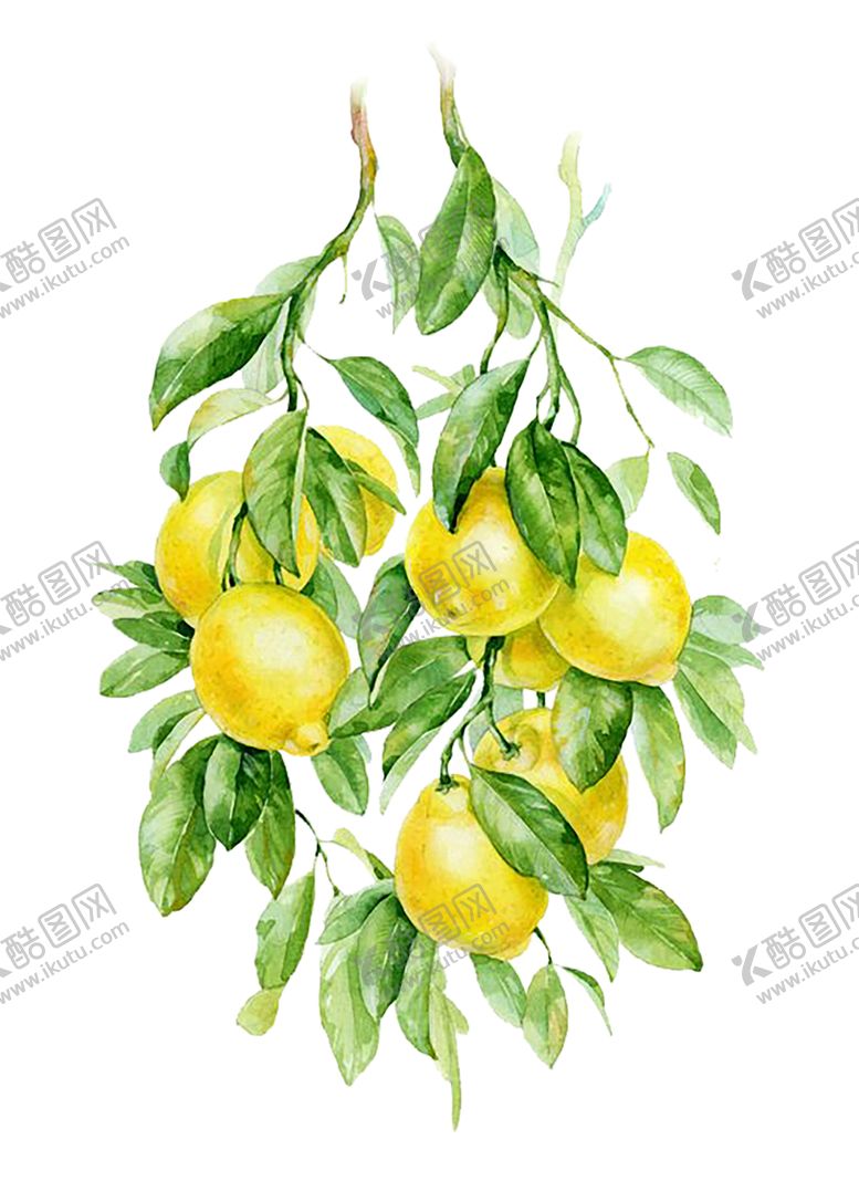 编号：25746709211431207665【酷图网】源文件下载-水果