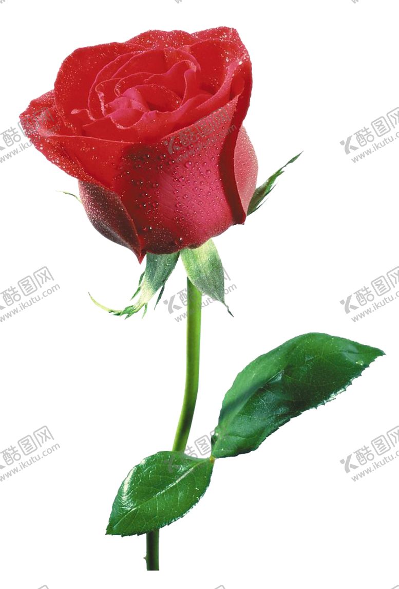 编号：67159209151519479447【酷图网】源文件下载-玫瑰花