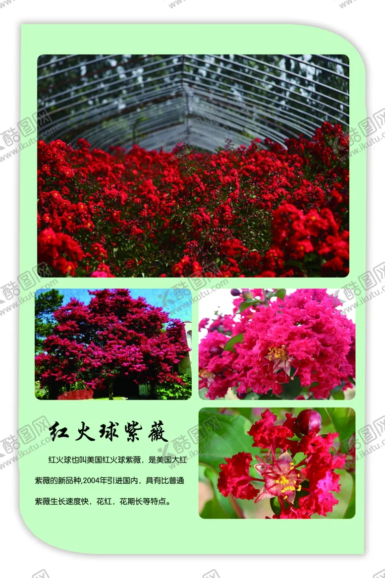 编号：92493605020858326038【酷图网】源文件下载-红火球紫薇