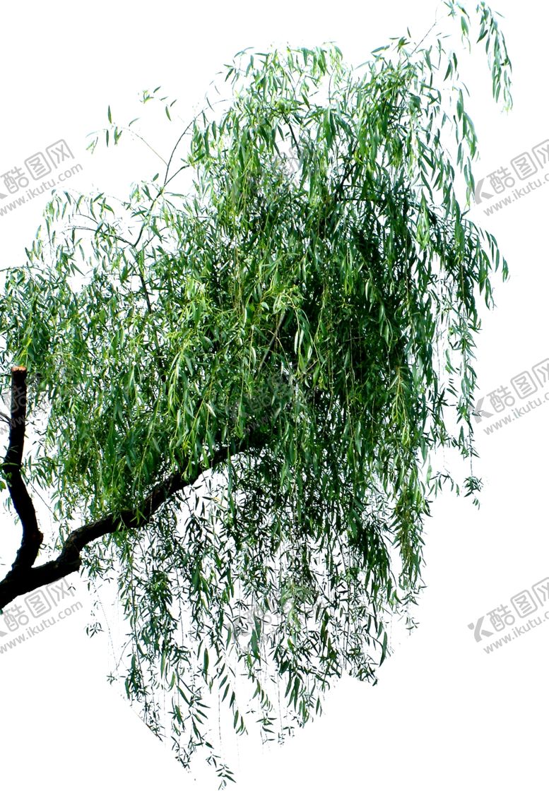编号：23997809122235179876【酷图网】源文件下载-垂柳抠图