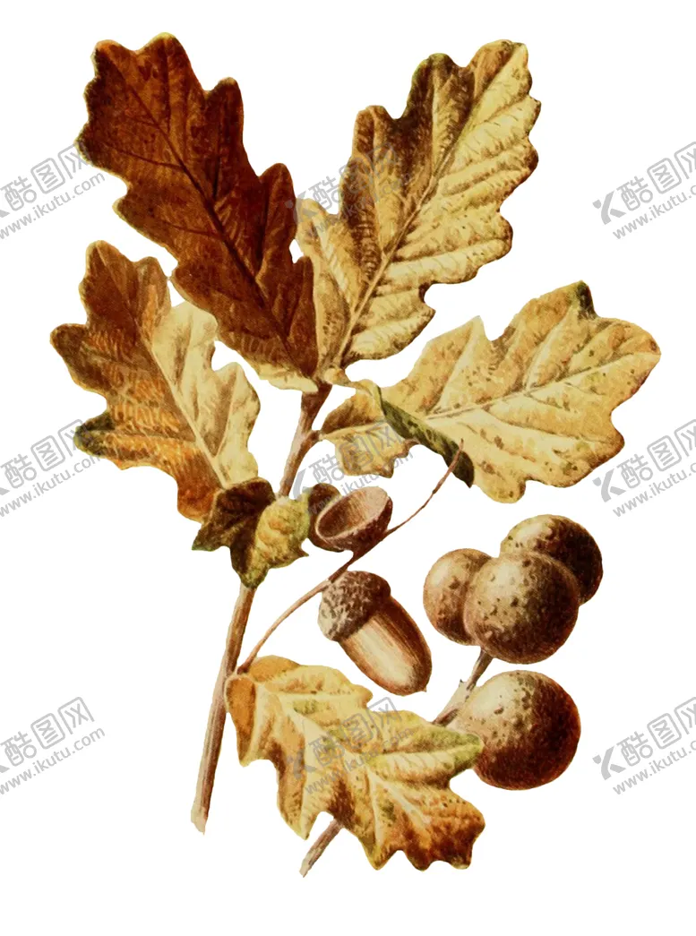 编号：46833710062002158632【酷图网】源文件下载-复古花朵植物图案