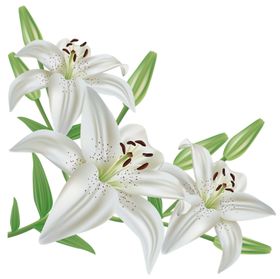 百合