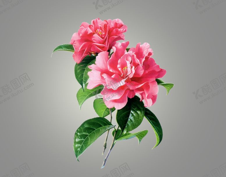 编号：78428310100758175216【酷图网】源文件下载-鲜花