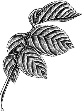 手绘植物儿童画花朵动画