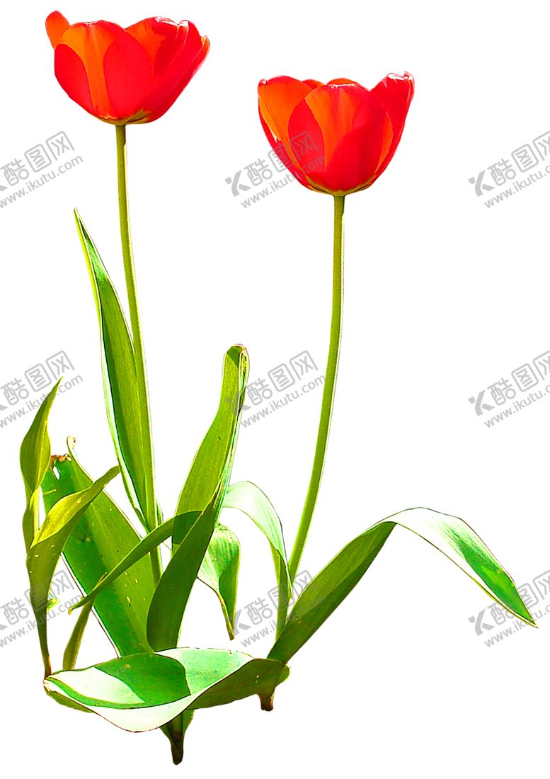 编号：41454310050153196915【酷图网】源文件下载-鲜花装饰