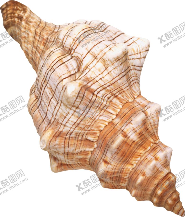 编号：58239502130751313884【酷图网】源文件下载-贝壳 扇贝 海扇蛤 蛤蜊 花蛤