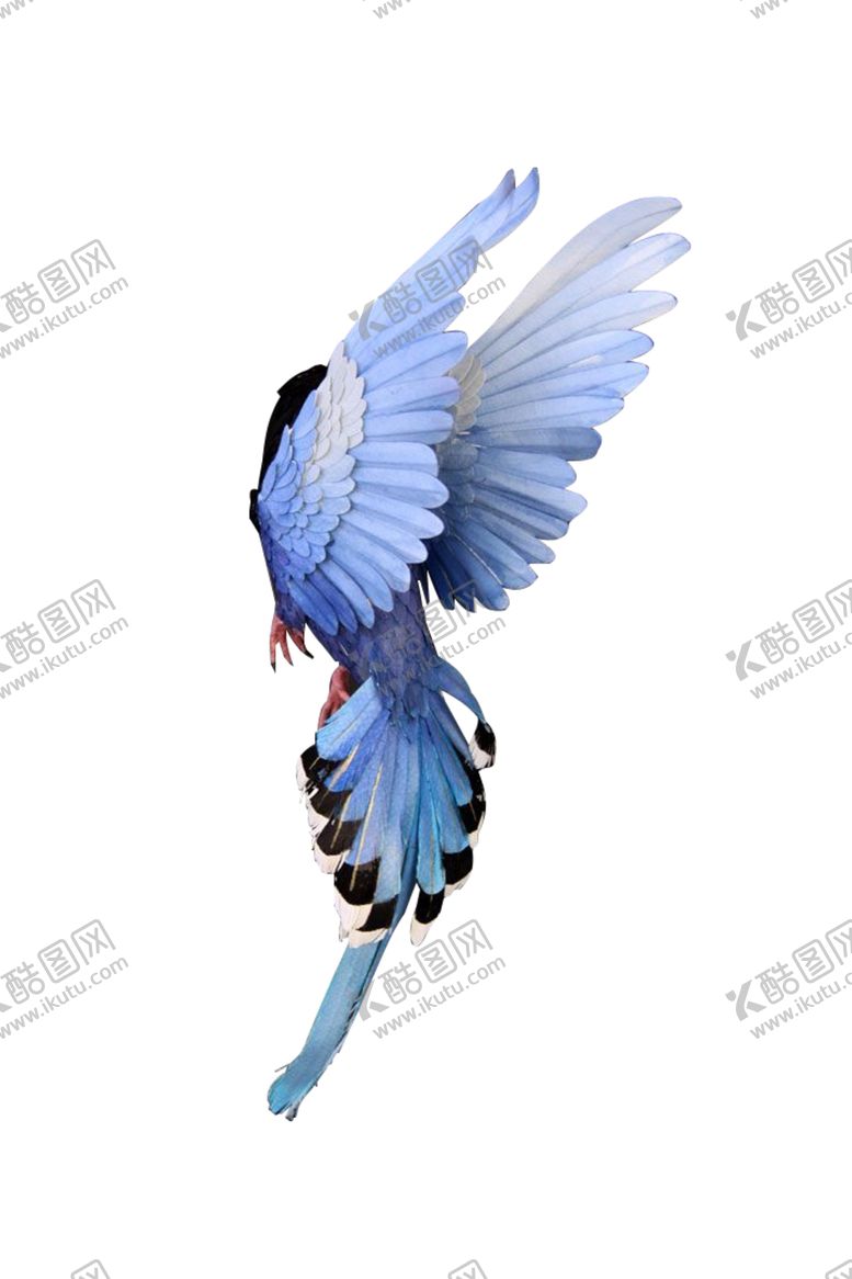 编号：82118409281833448463【酷图网】源文件下载-自抠素材鸟