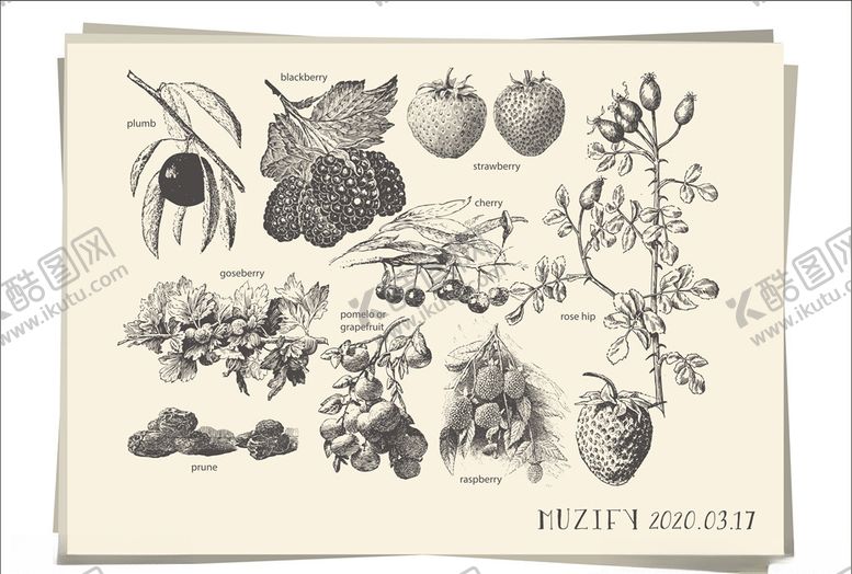 编号：70864210292326002404【酷图网】源文件下载-草莓素描画