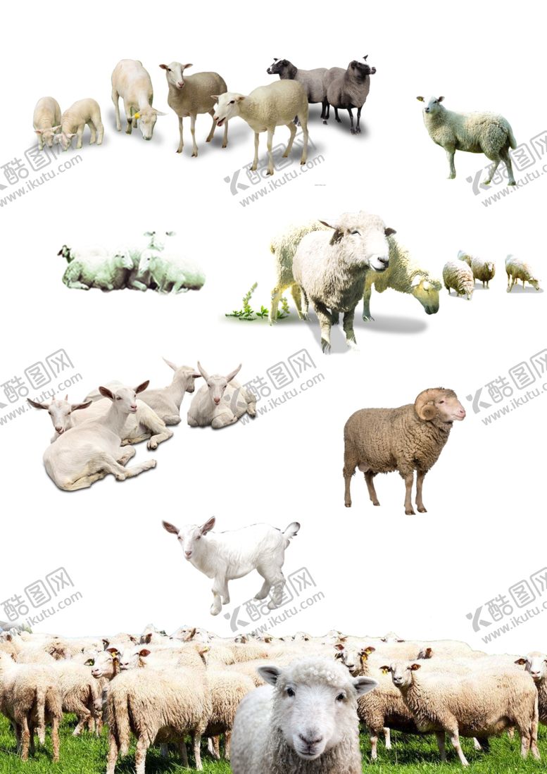 编号：92322309122335477889【酷图网】源文件下载-羊矢量图