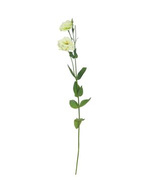 单只花花枝素材花黄色花卉