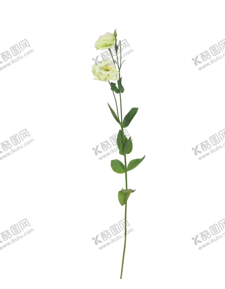 编号：56900910272016096339【酷图网】源文件下载-单只花花枝素材花黄色花卉