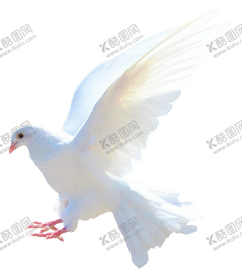 编号：16918406240636368659【酷图网】源文件下载-鸽子