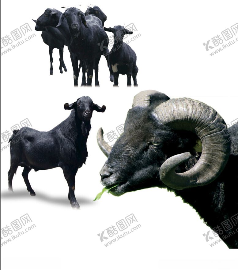 编号：42975501131242496963【酷图网】源文件下载-黑山羊图片