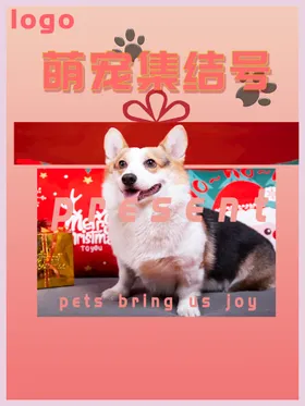 宠物海报美容猫寄养