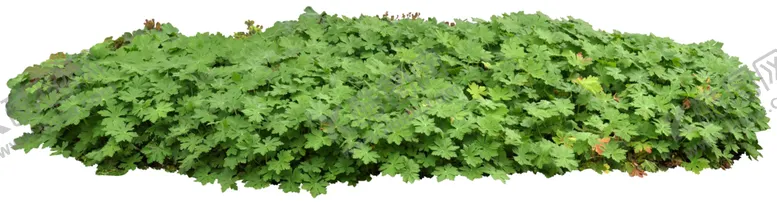 编号：99094602210840456501【酷图网】源文件下载-小草地草坪植物
