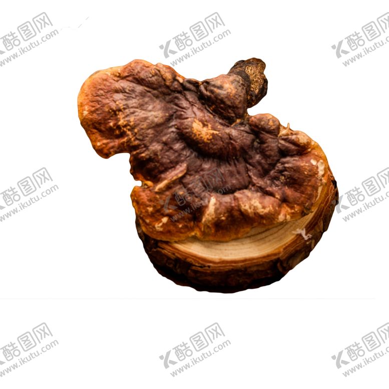编号：20358505010738423436【酷图网】源文件下载-灵芝