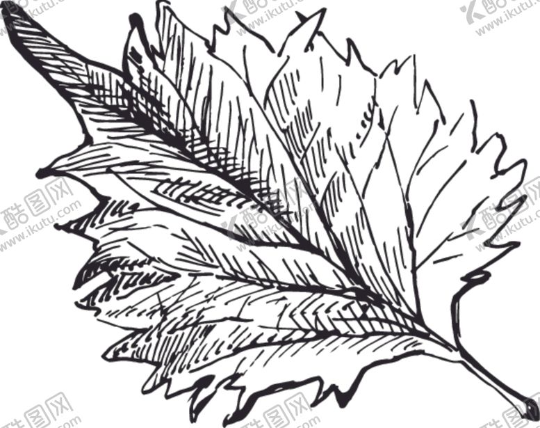 编号：52548210051944435184【酷图网】源文件下载-素描鲜花