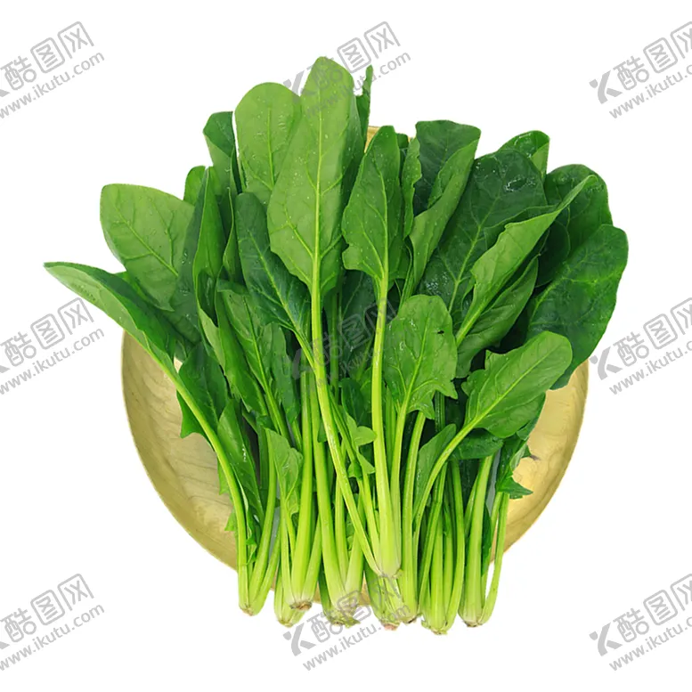 编号：81734909131843466174【酷图网】源文件下载-菠菜蔬菜