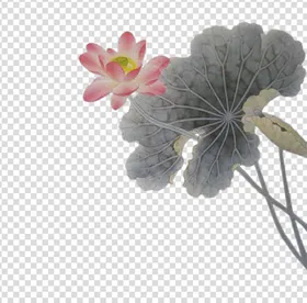 荷花莲花祈福水墨大暑中国风
