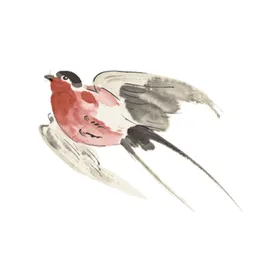 燕子素材