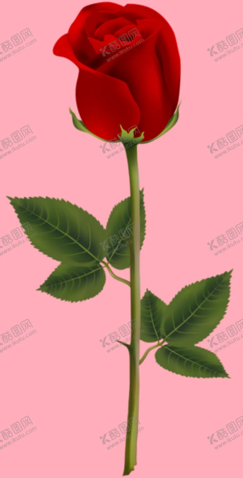 编号：53482110212322444855【酷图网】源文件下载-玫瑰花