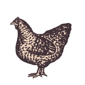 家养动物主题插画