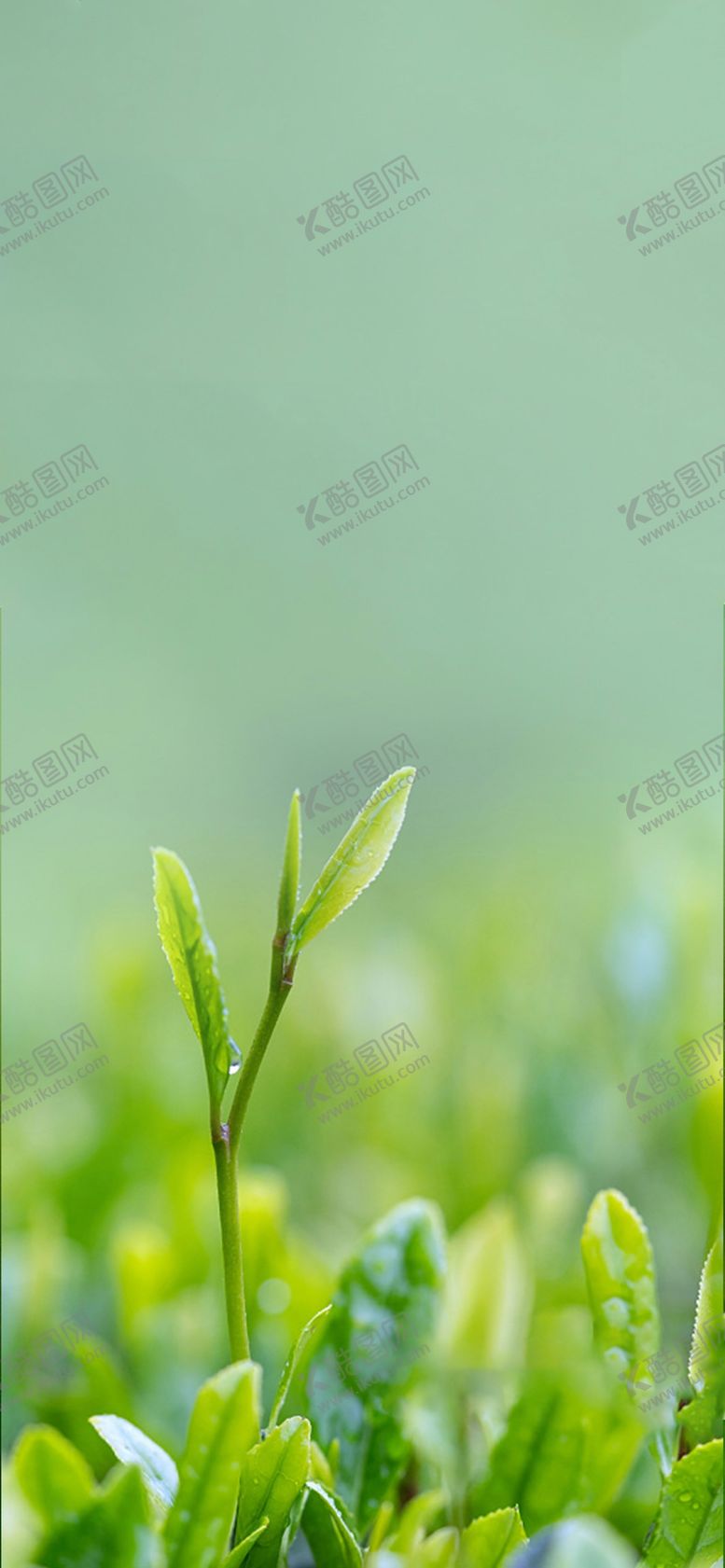 编号：92851512301030336659【酷图网】源文件下载-唯美花草树木植物图片
