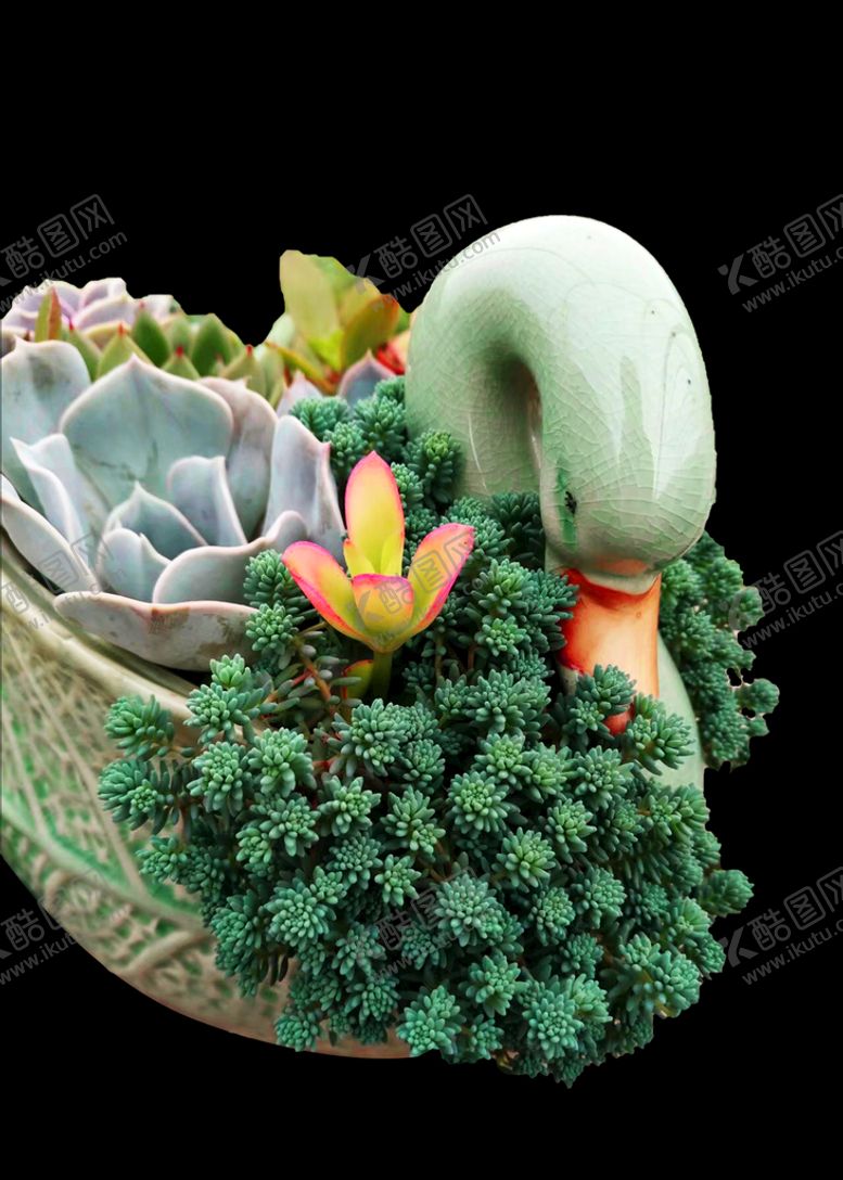 编号：74832311121536306281【酷图网】源文件下载-多肉植物拼盘