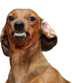 腊肠犬