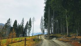 森林小路树木天空风景