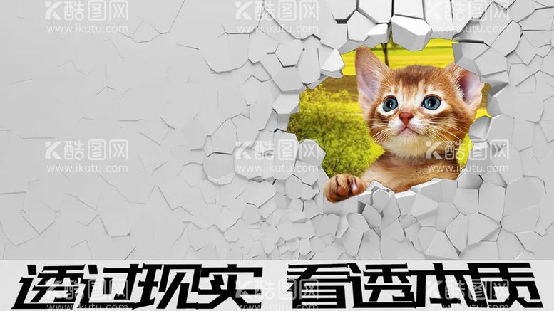 编号：87635110011823065261【酷图网】源文件下载-猫咪