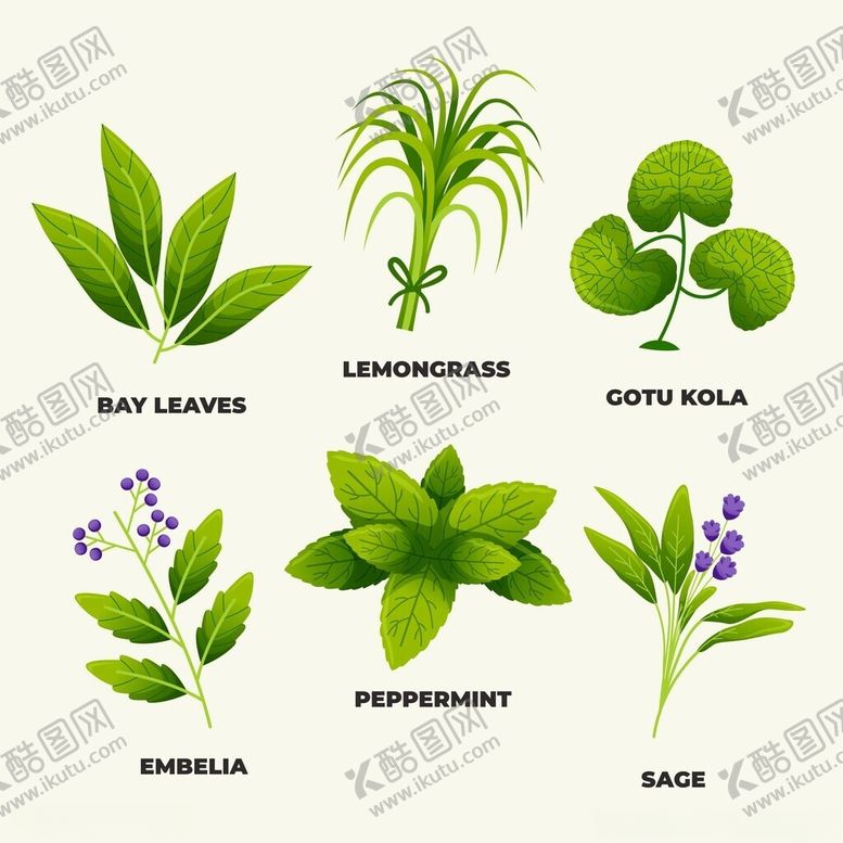 编号：40178604250511005335【酷图网】源文件下载-常见香草植物展示