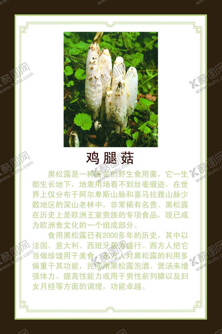 编号：87726510011410485612【酷图网】源文件下载-鸡腿菇介绍