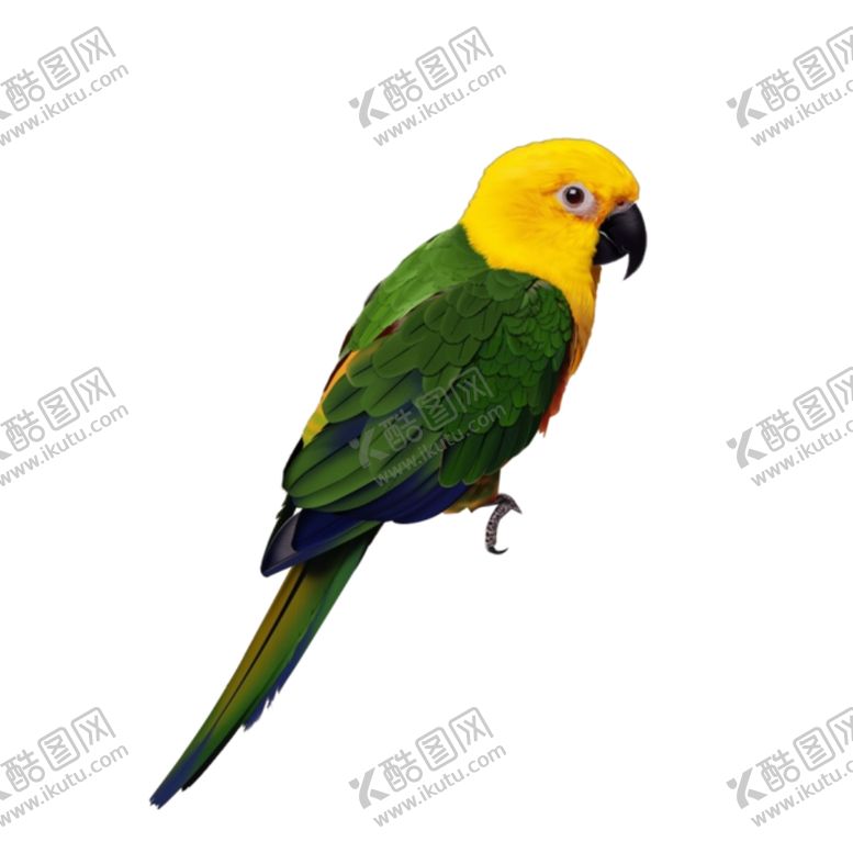 编号：37021203141516234586【酷图网】源文件下载-鹦鹉