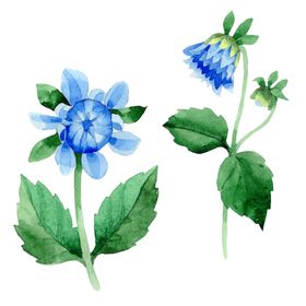 手绘花卉花
