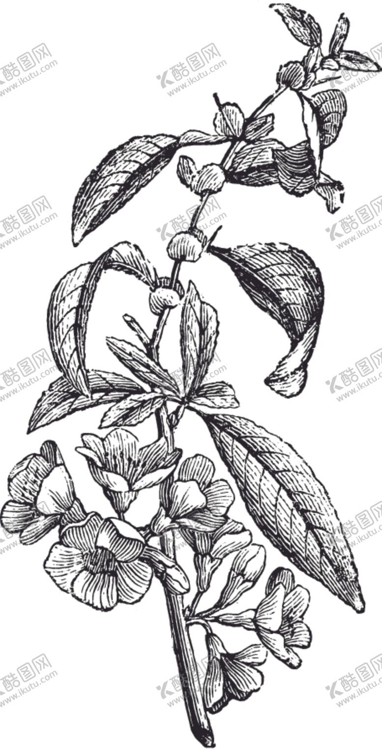 编号：24139609130111567245【酷图网】源文件下载-线描植物