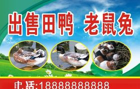 出售田鸭老鼠兔