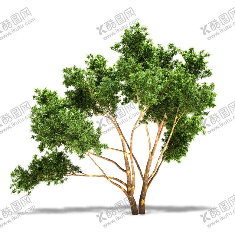 编号：68168307121127253707【酷图网】源文件下载-水杉